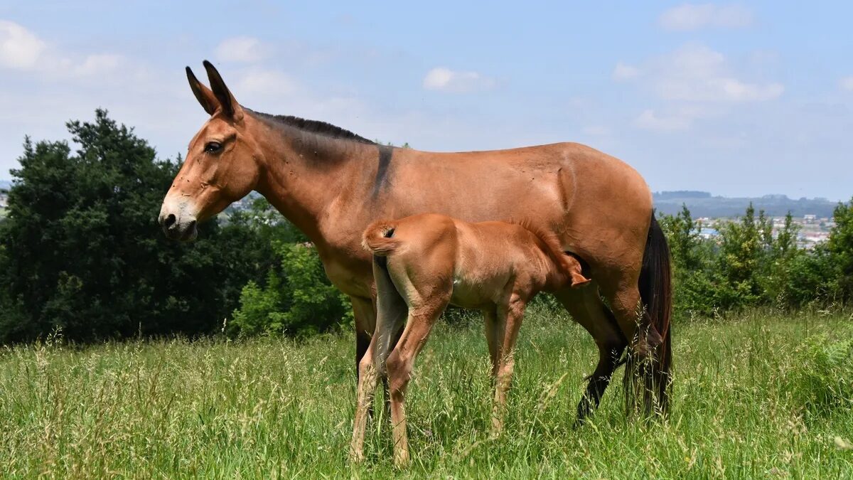 Bí ẩn di truyền khiến loài la gần như vô sinh: Vì sao trong hơn 500 năm chỉ có dưới 100 con la sinh con?