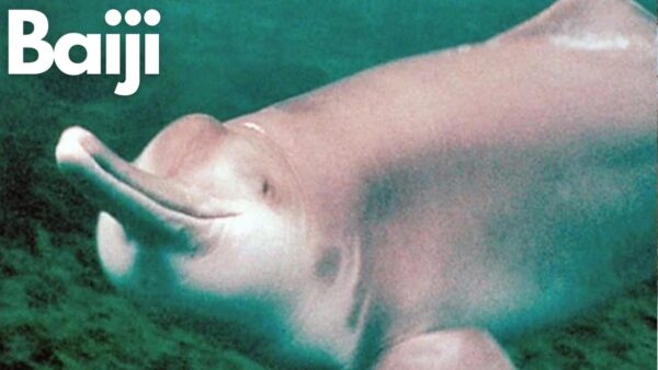 22 năm giam cầm và chết trong bể kính: Bí mật đen tối dưới làn nước đục ngầu của dòng Dương Tử