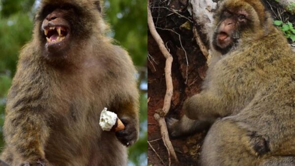 Những con khỉ tại vùng núi Gibraltar ăn đất để chữa đau bụng vì đồ ăn vặt du khách