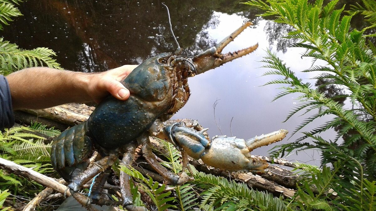 Bí ẩn loài tôm khổng lồ Tasmania dài 80 cm gây sốt mạng nhưng vì sao loài “quái vật nước ngọt” này không thể nuôi đại trà