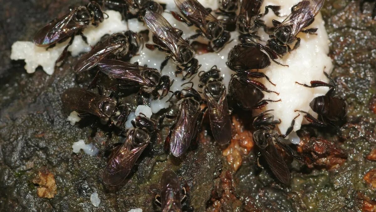 Loài ong ăn thịt thối nhưng vẫn tạo ra mật ngọt, bí ẩn tiến hóa khiến giới khoa học kinh ngạc