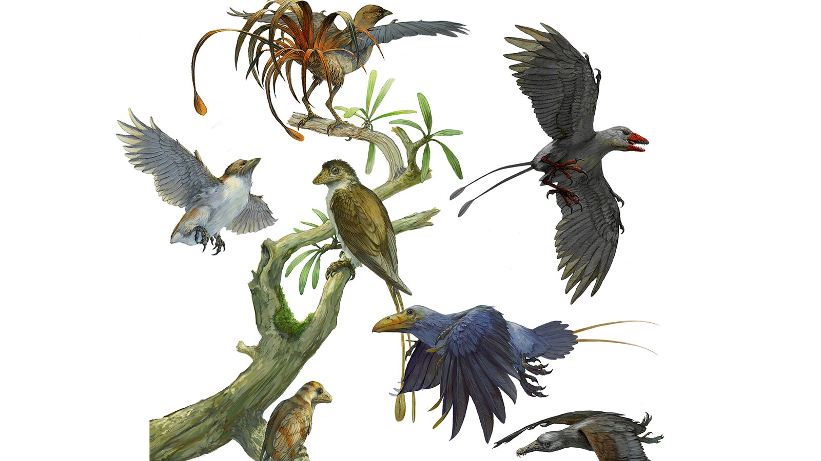 00sci-origins-birds-promo-videos-1778042340106-1778042340333990077655-1