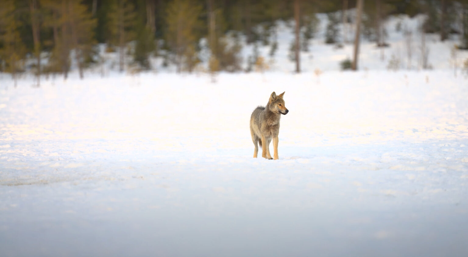 alonewolfwithravensandcrow-1777793869264-17777938694741337648322-1