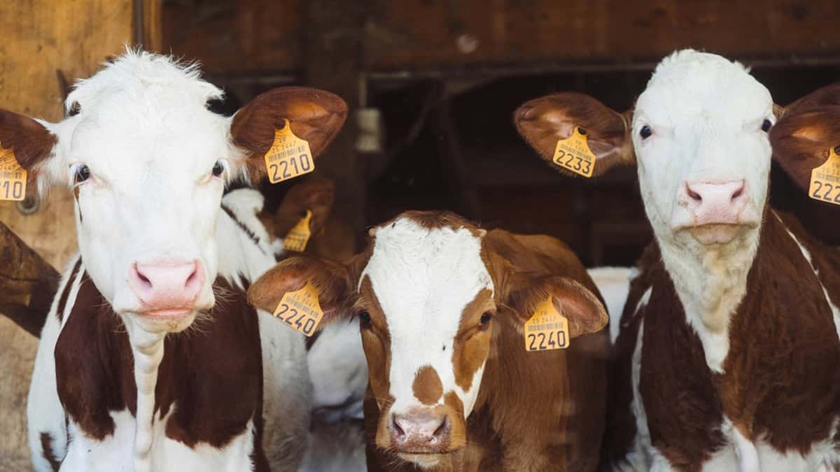 calves-1778143373715-17781433738721373960108-1