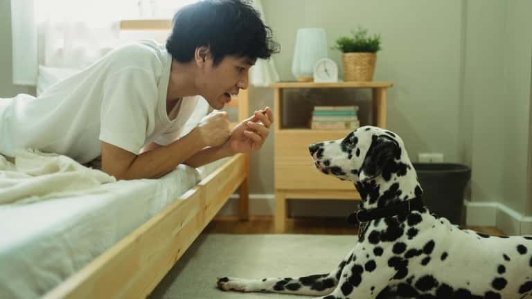 dog-1779682523322-17796825235261275099706