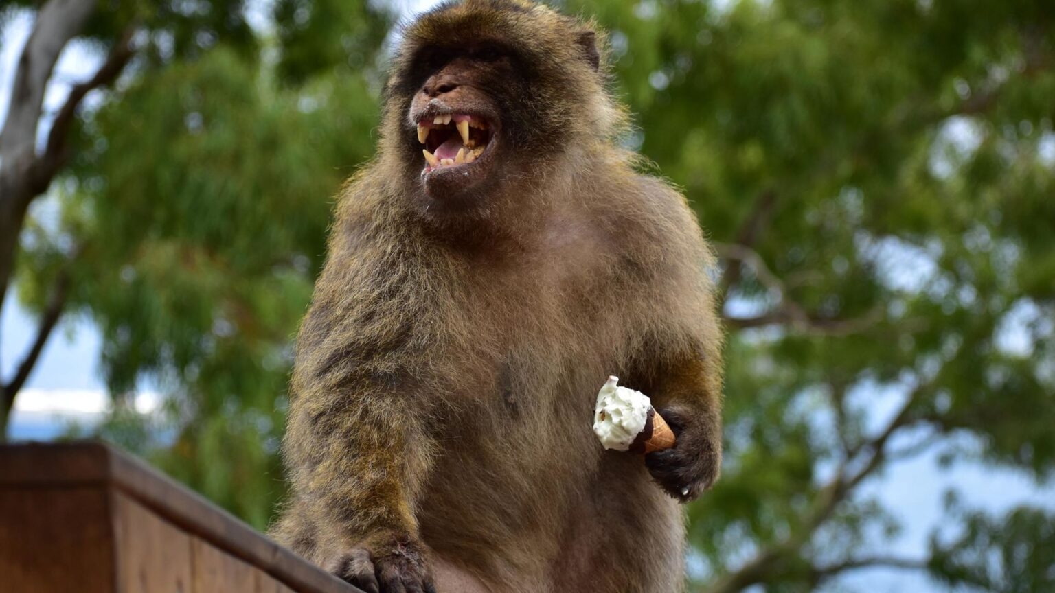 monkey1-2045x1150-1-1536x864-1777136635888-1777136636025195196217