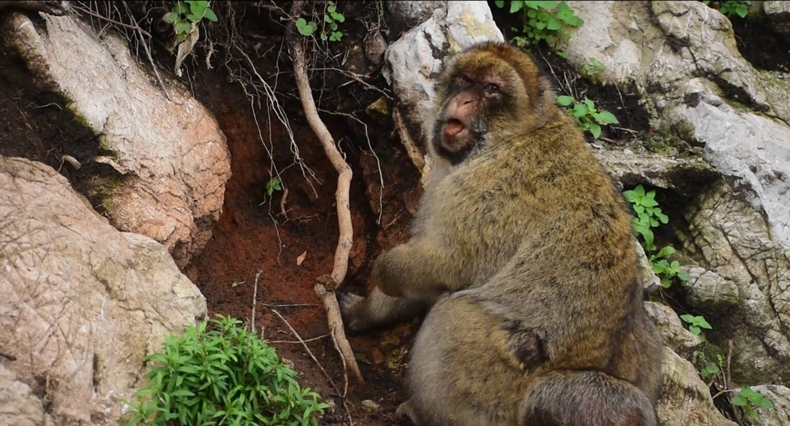 monkeysoil-1670x900-1-1536x828-1777136636601-17771366367741146538768