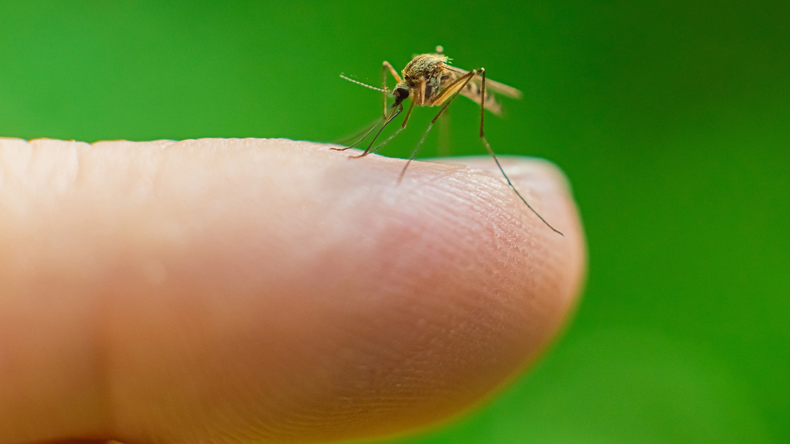 webmosquitocreditistock-21557-1780630433223-17806304333391952646614