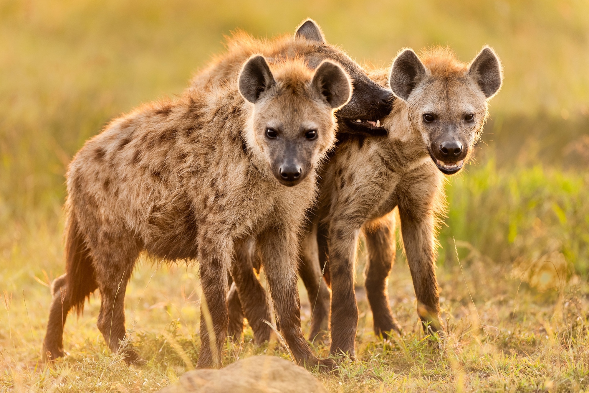 01-hyenas-nationalgeographic174-1780980034866-17809800350922054748853