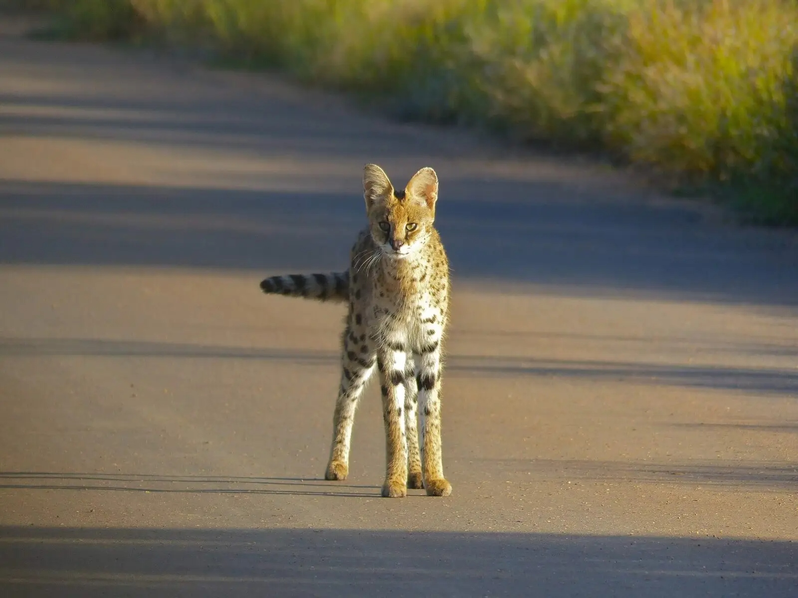 2560px-serval-28leptailurus-serv-1781150600341-17811506005821583194043