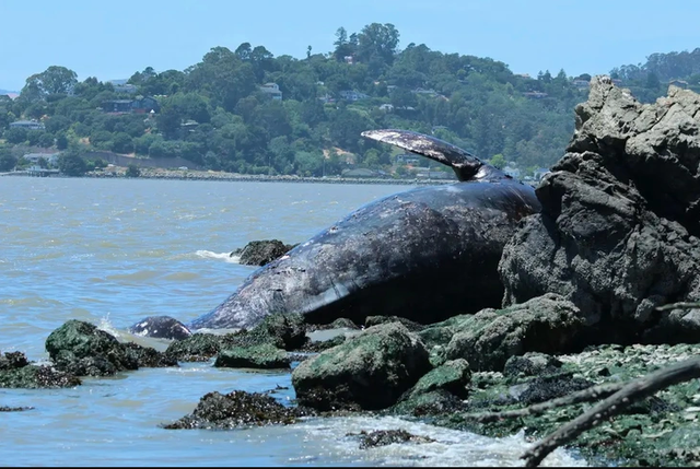 ca-voi-2-1785122891737135779049-1785140139553-1785140139793625544677