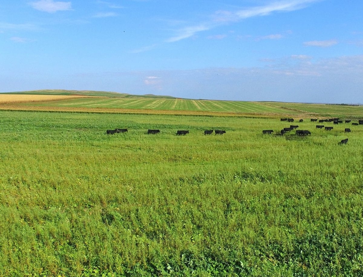 cover-crop-bulls-scaled-1782449575135-17824495753562000718611