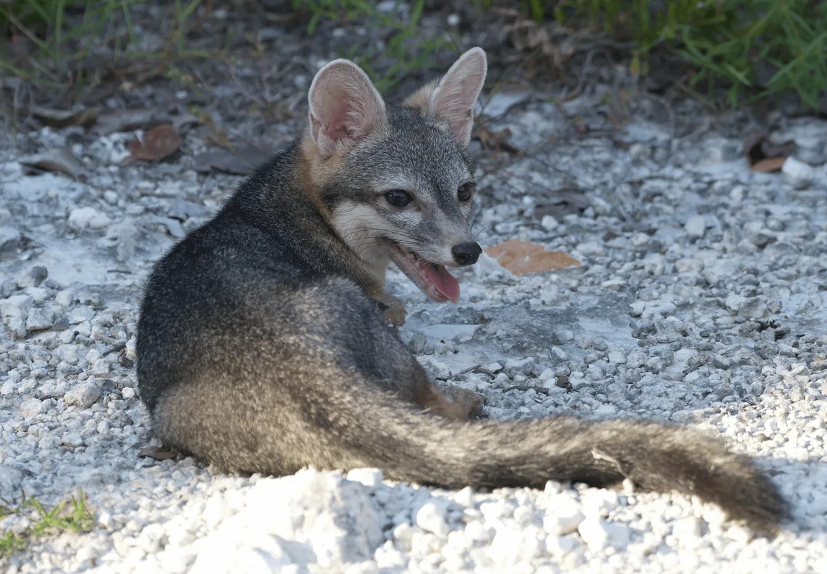 cozumel-fox-l-1780980095113-17809800953771102560355