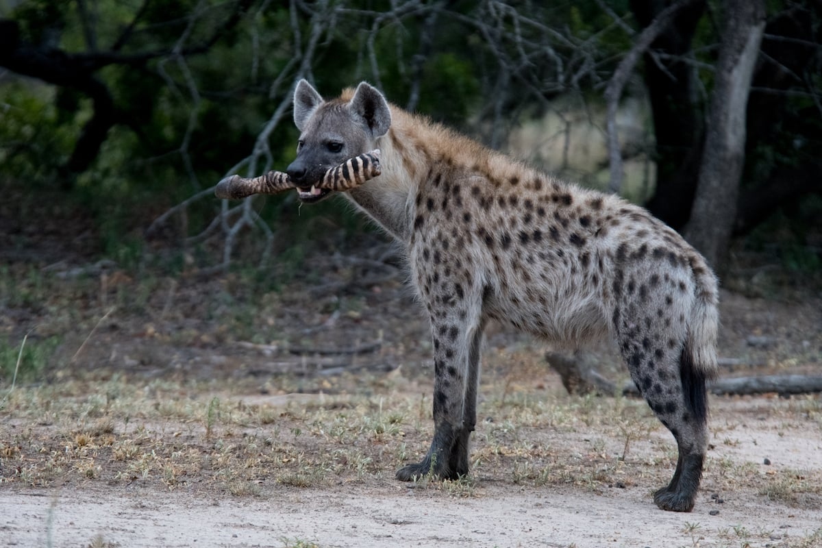 kapama-hyena-with-zebra-kill-1780980037437-17809800375691840855196