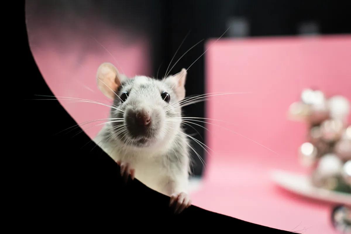 mice-l-1780703694320-1780703694490743380808