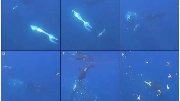 Cú húc kinh hoàng của cá voi sát thủ khiến con cá mặt trăng nặng hai tấn tan thành hàng ngàn mảnh