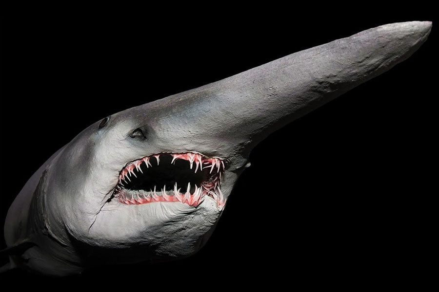 goblin-shark-1785729950214-17857299503701782103183