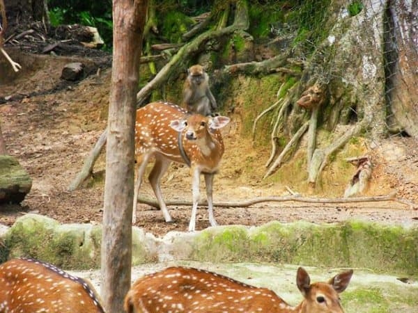 monkeydeer-1786073176538-1786073176794148505406