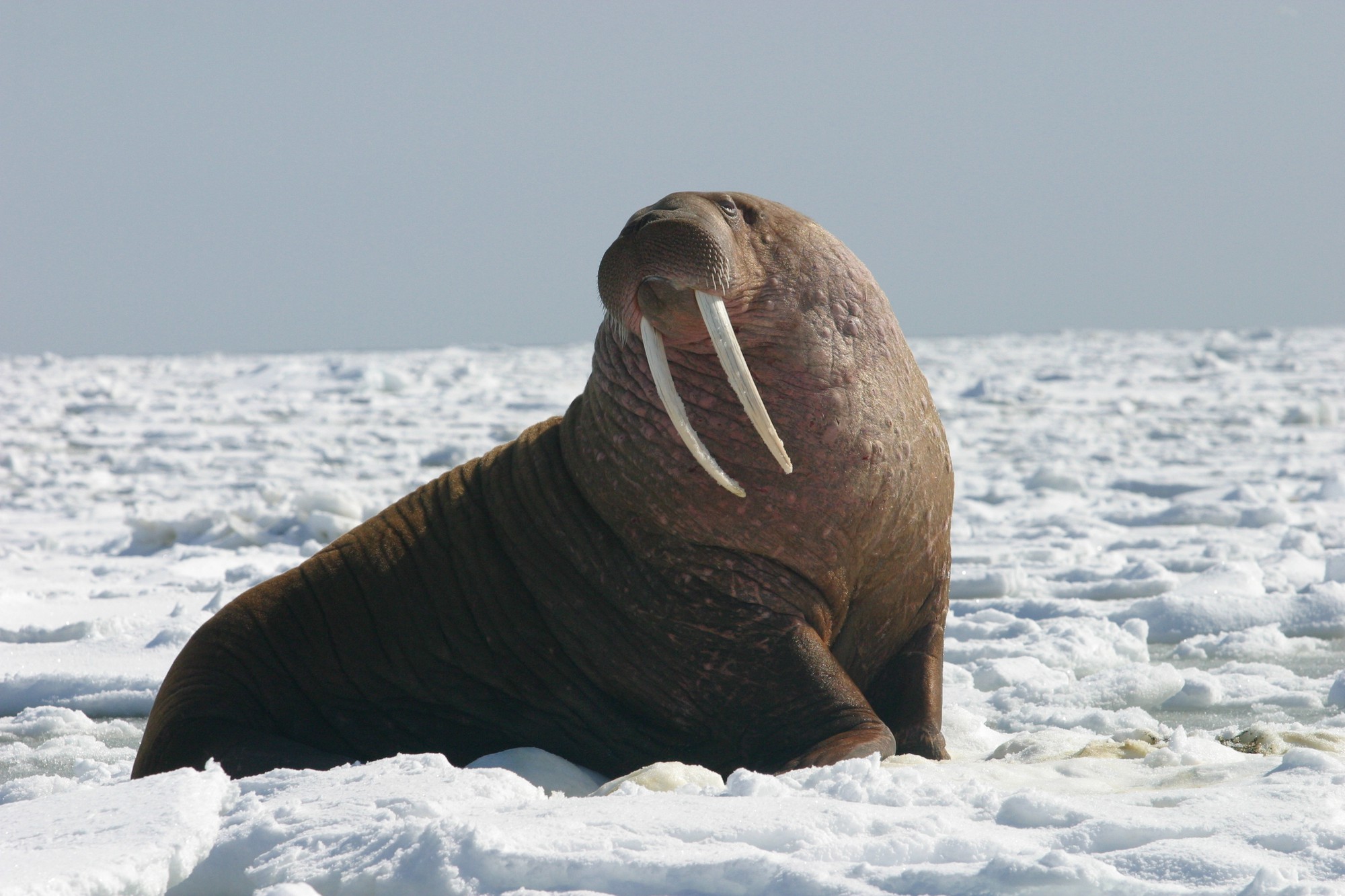 pacificwalrus-bull8247646168-1787109161600-1787109161811721165516
