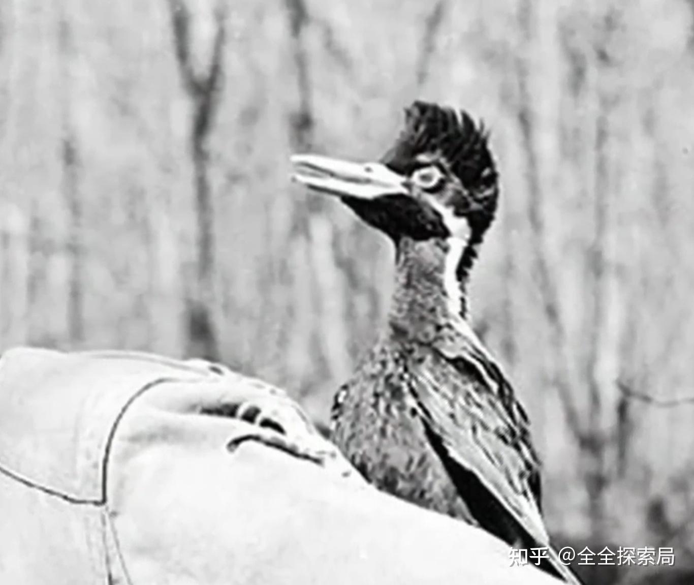 v2-7d4ad00fac39c28b162f21922020f69d1440w-1788926120407-17889261217311822433911