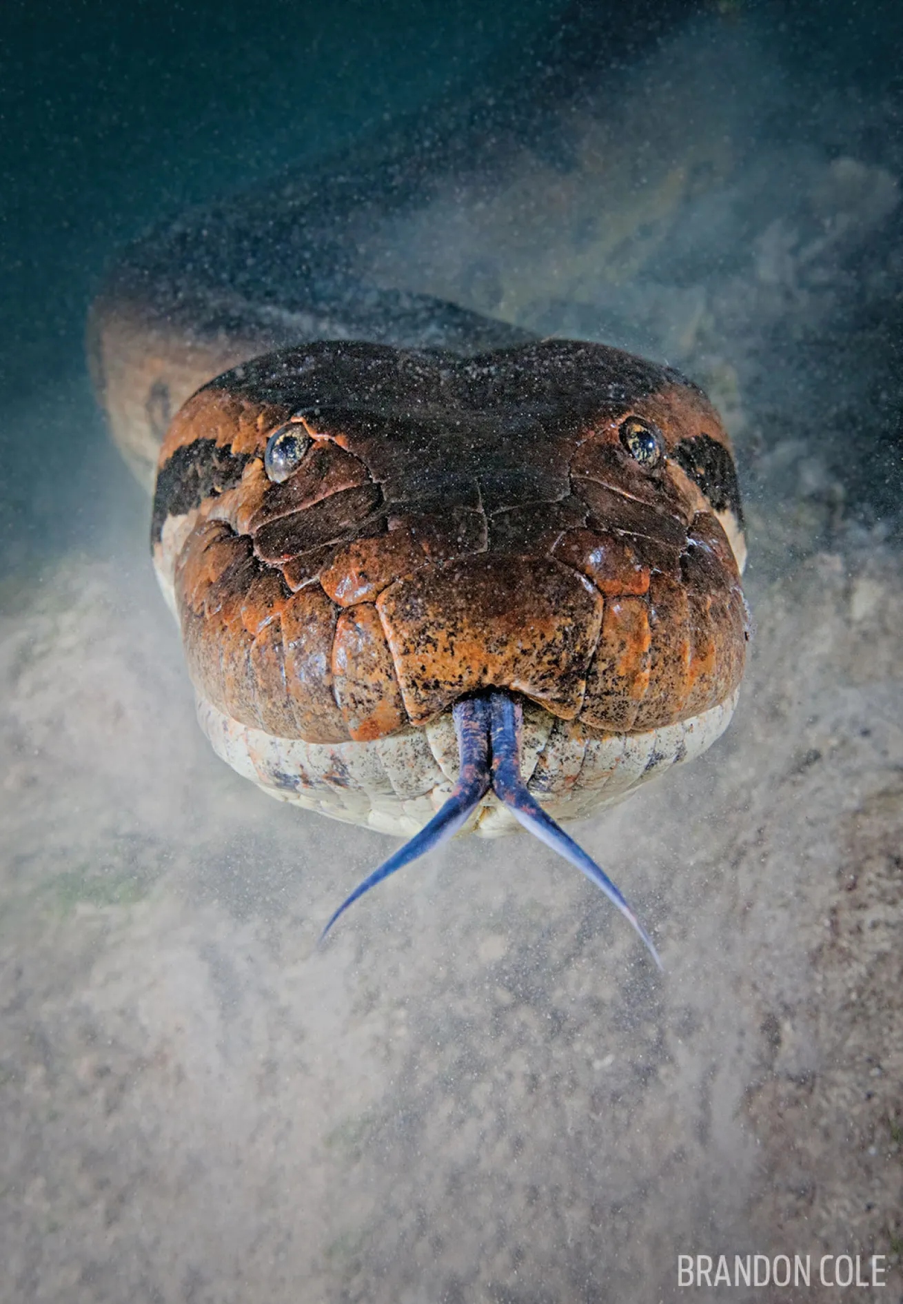 anaconda-brazil-underwater-head-shotjpg-1791685763524-17916857637651872979148